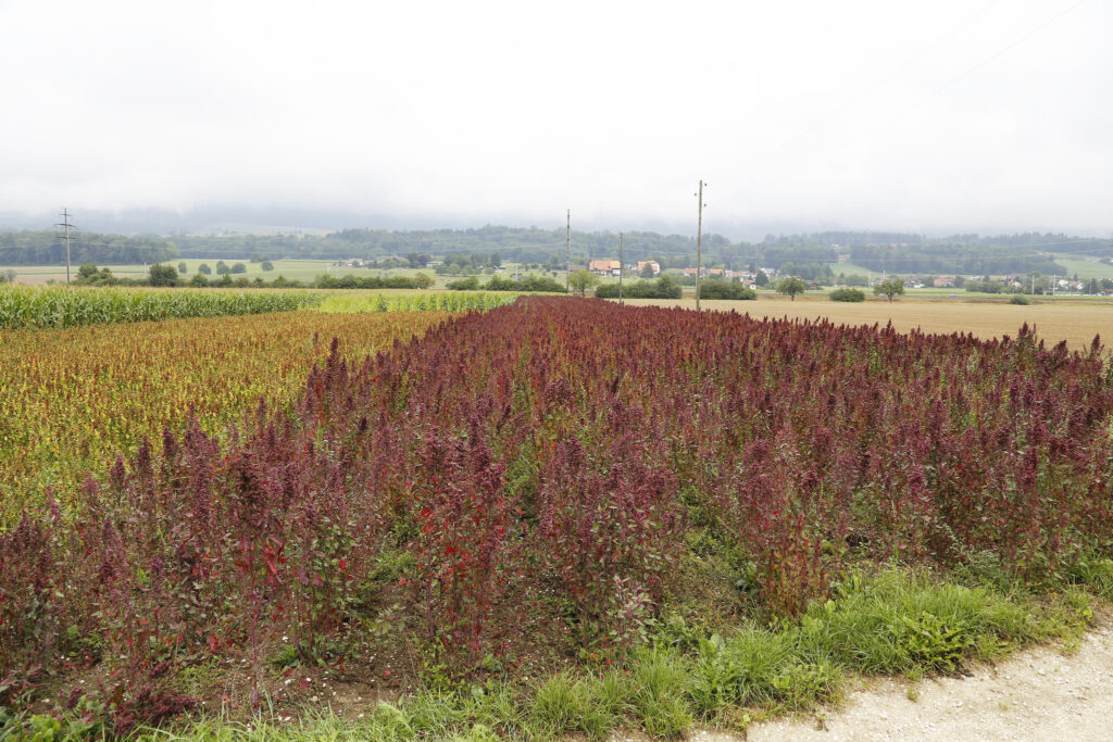 quinoa