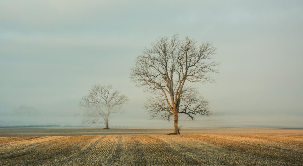 Cultivar en invierno