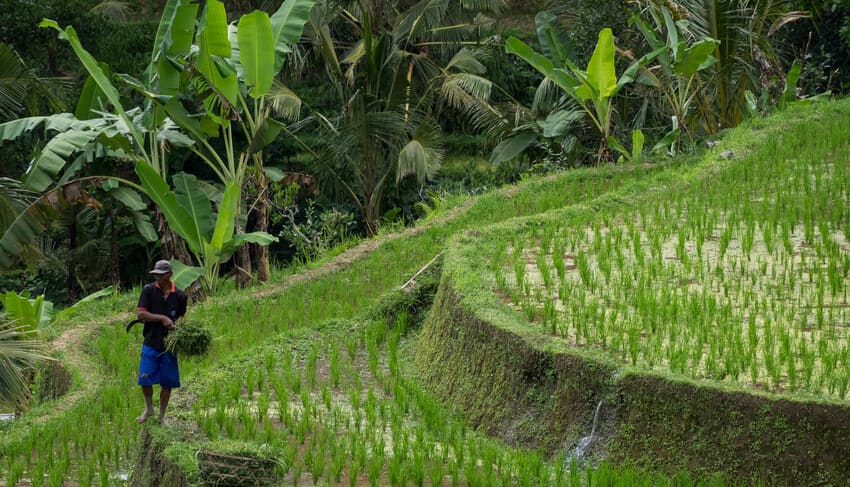 Tipos de agricultura