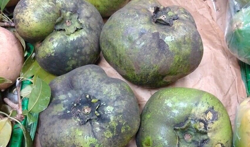 Negrilla