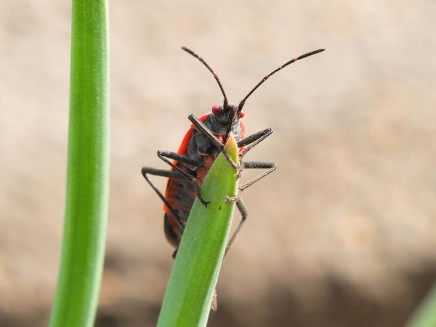 Manejo integrado de plagas