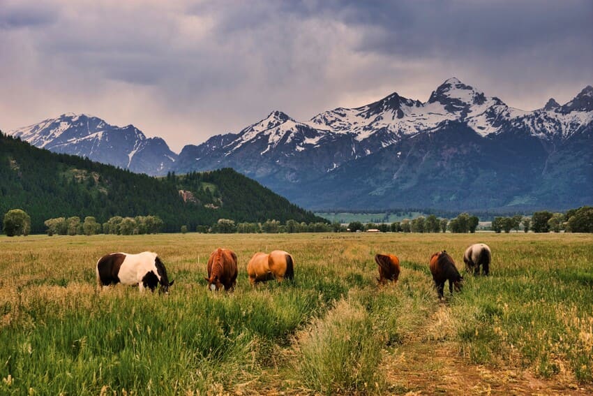 Pastoreo responsable