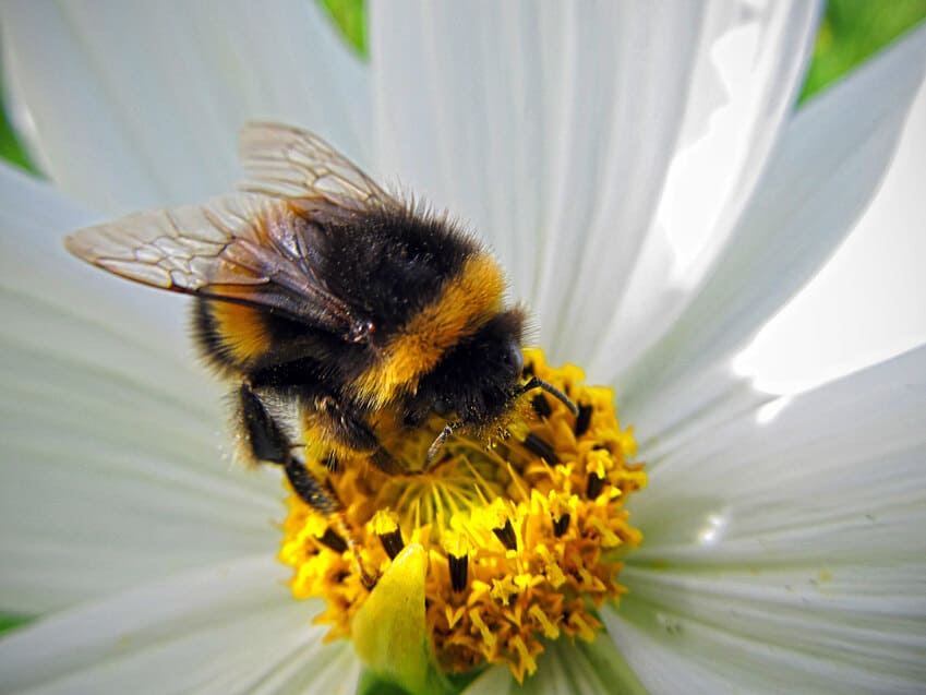 insectos polinizadores