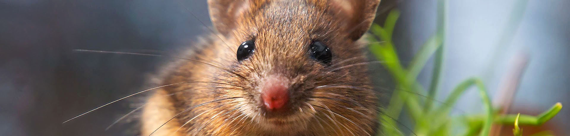 Protección de cultivos frente a animales