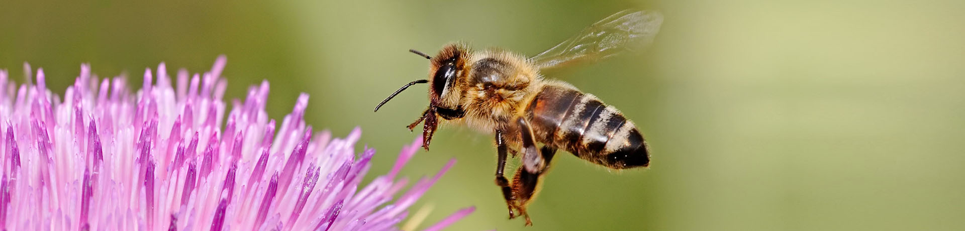 repuestos_fuster_protección_abejas