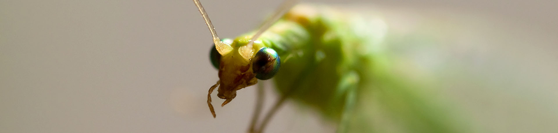 insectos beneficiosos