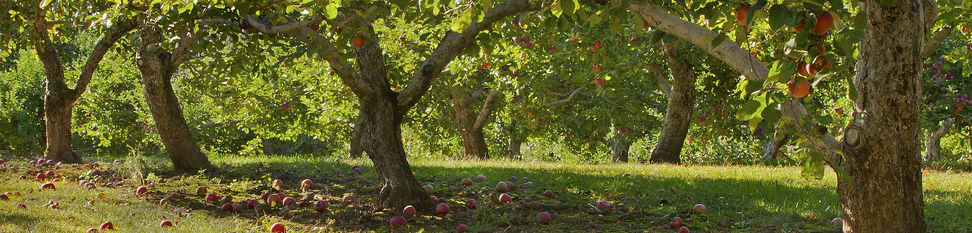 marco de plantación