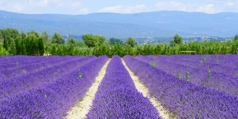 lavanda