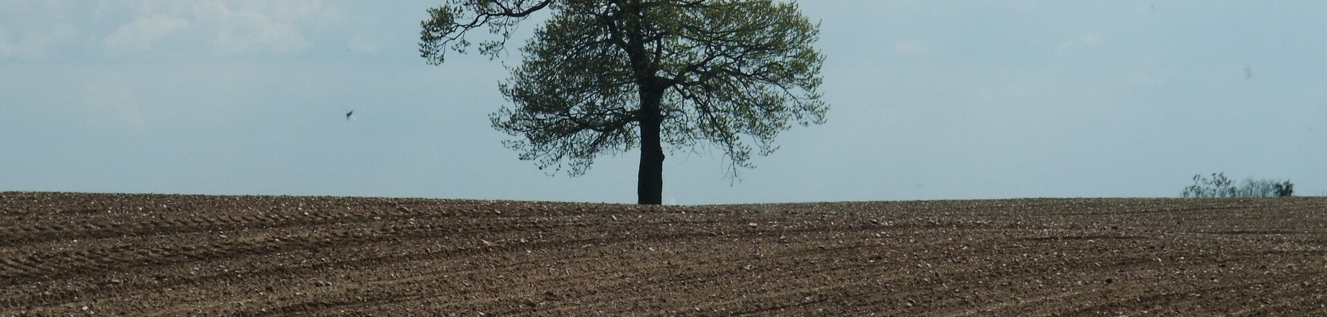 Enmienda mineral