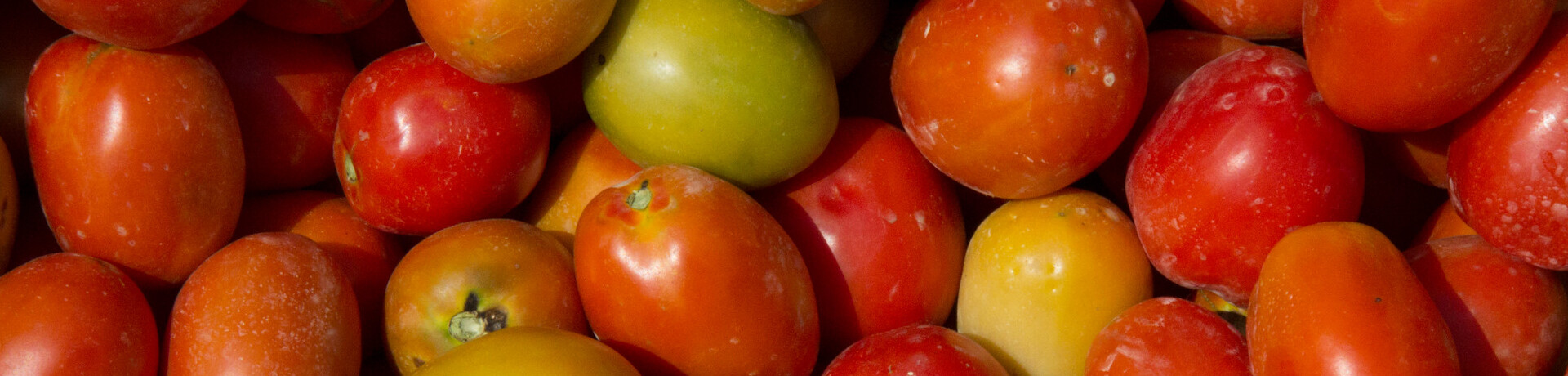 Tomates en primavera