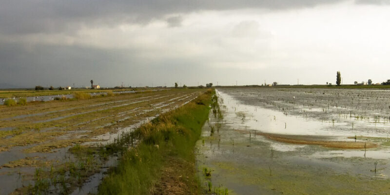 Biotecnología y cambio climático