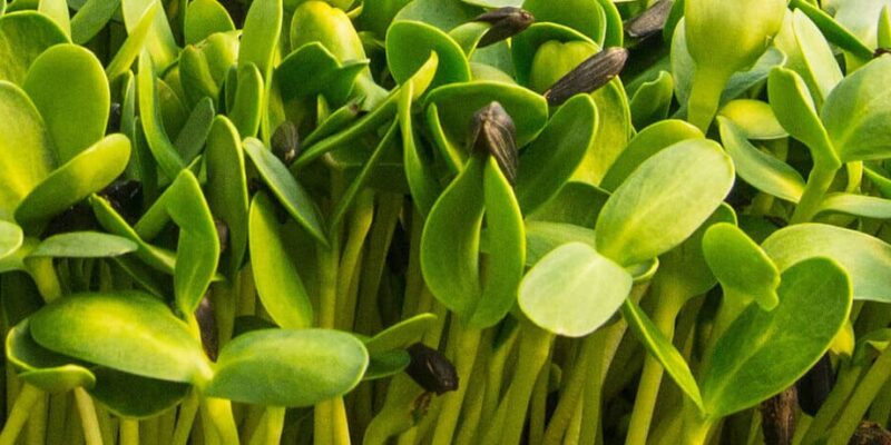 Microgreens