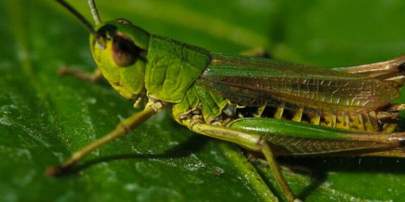 Cría de insectos para alimentar animales