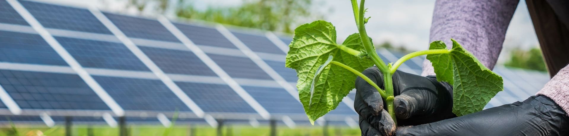 Energías renovables en agricultura