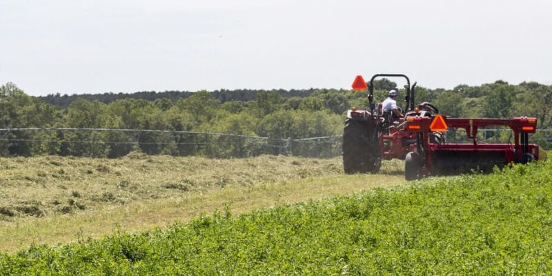 Especies olvidadas en agricultura