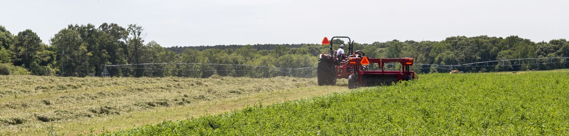 Especies olvidadas en agricultura