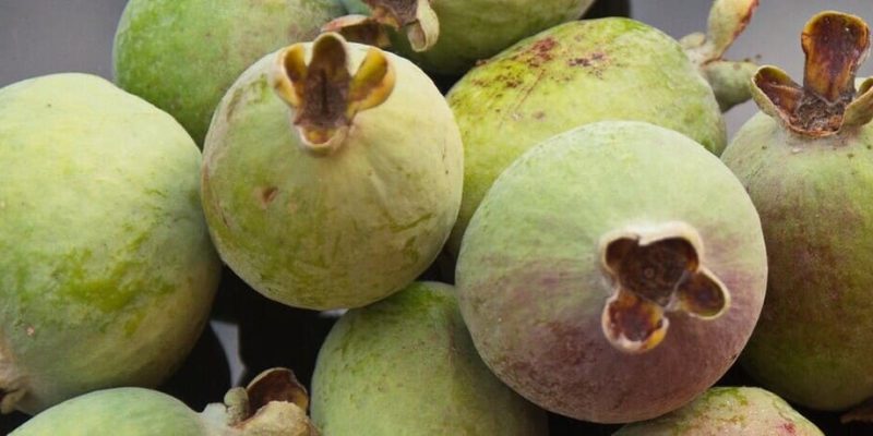 feijoa