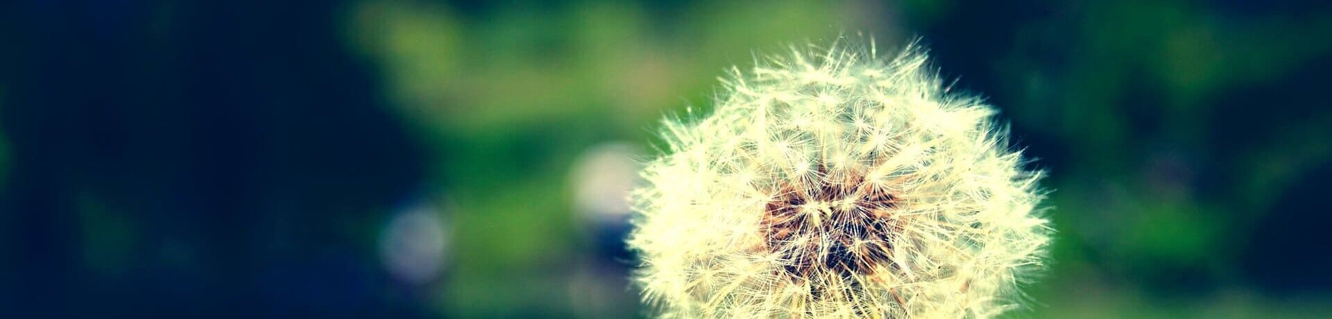 plantas espía