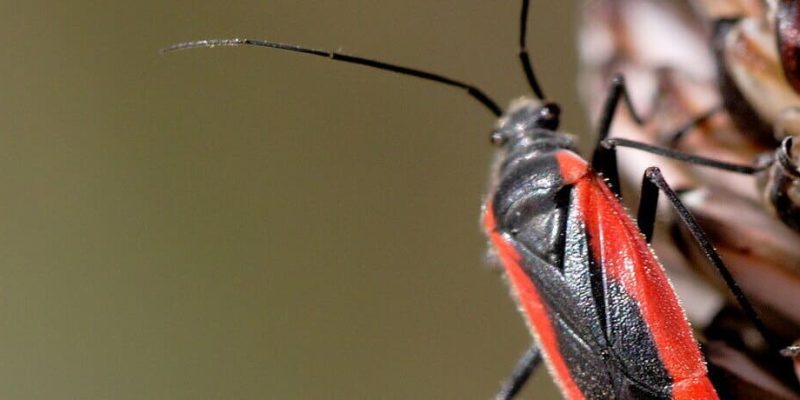 Manejo integrado de plagas