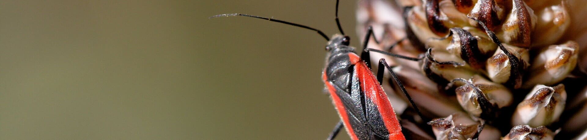 Manejo integrado de plagas