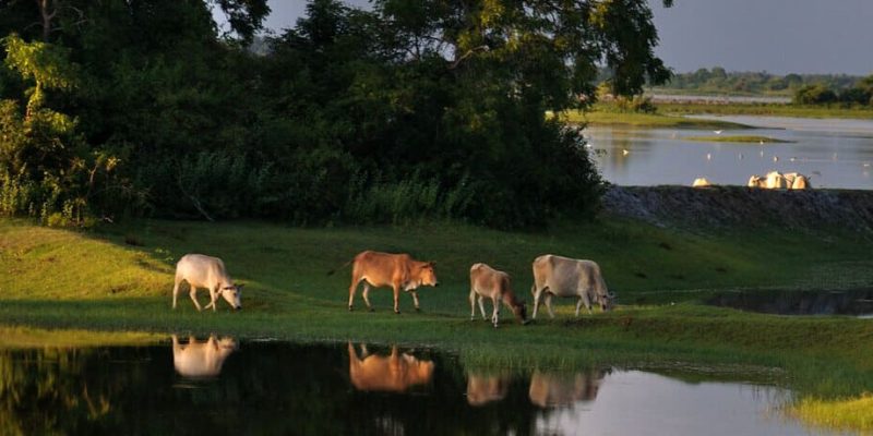 pastoreo responsable