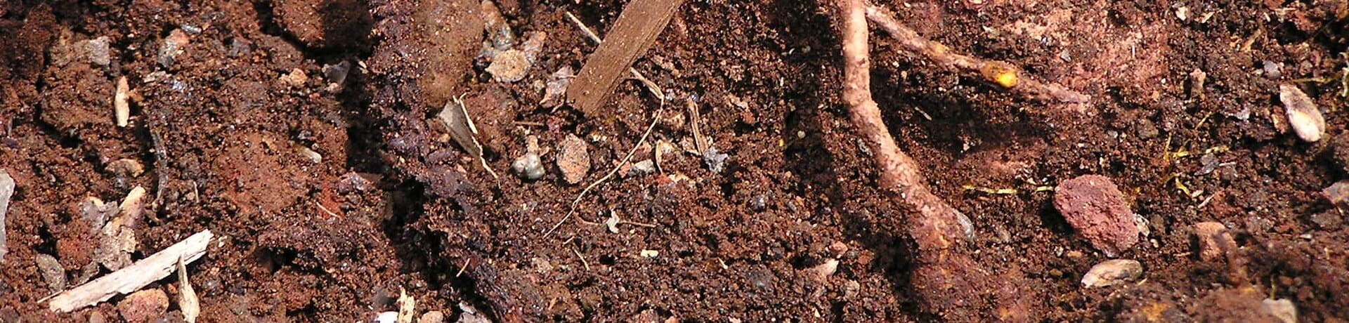 enfermedades del suelo