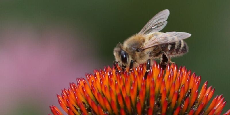 insectos polinizadores