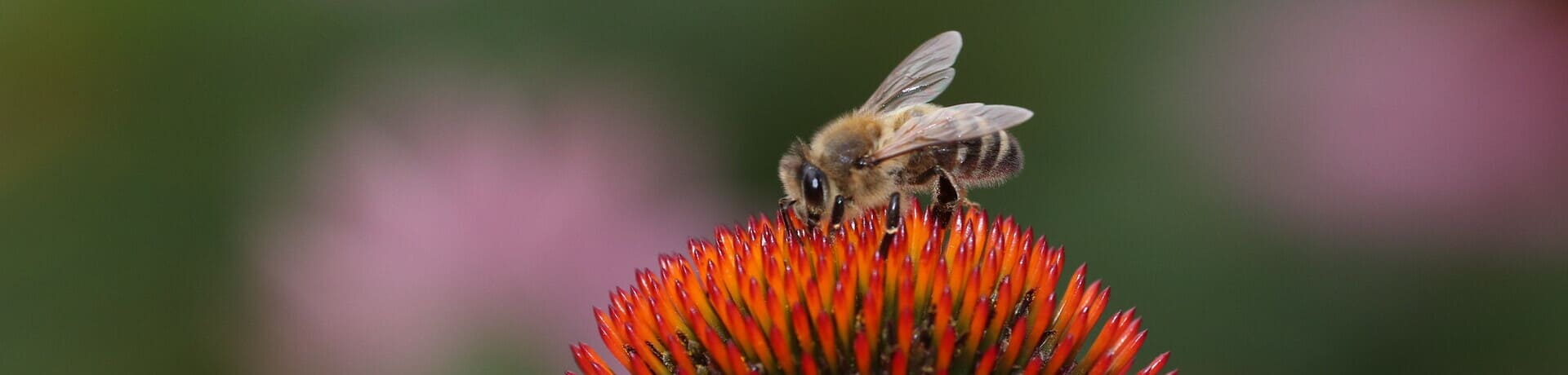 insectos polinizadores
